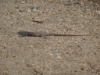 DSC01900
